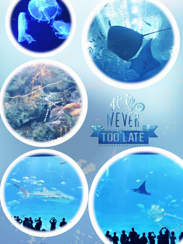 沖繩水族館觀賞海洋生物之美