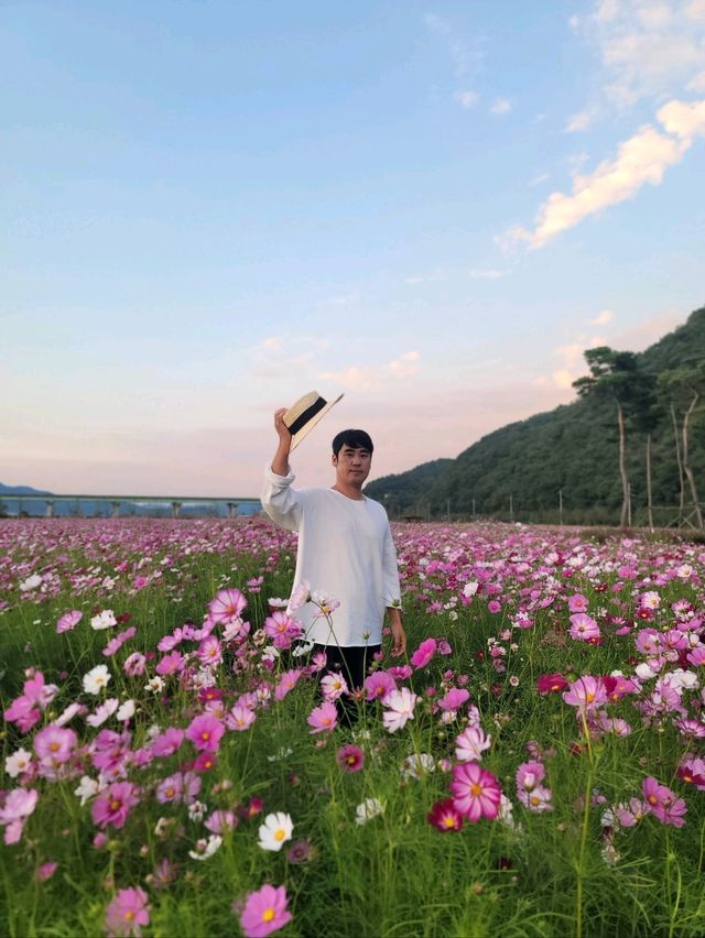 일몰무렵이 더 아름다운 가을꽃 천국🧡