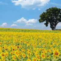 ทุ่งทานตะวันไร่มณีศร เขาใหญ่ 