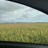 YELLOWISH PADDY FIELS SEKINCHAN 2024