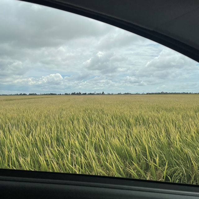 YELLOWISH PADDY FIELS SEKINCHAN 2024