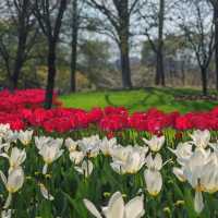 Taiziwan Park - The best place for Tulips in Hangzhou