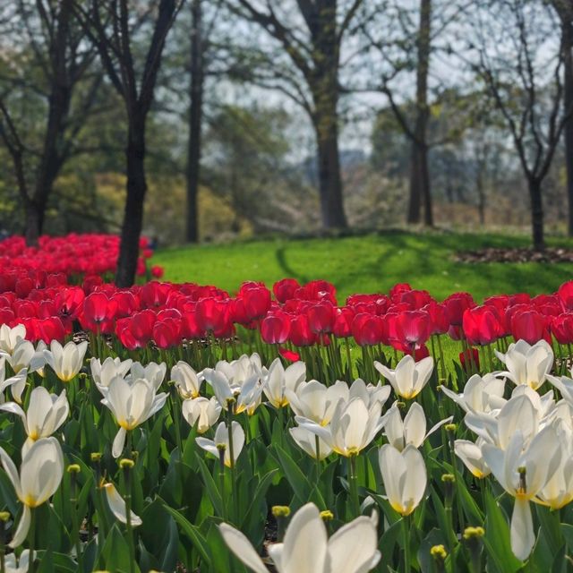 Taiziwan Park - The best place for Tulips in Hangzhou