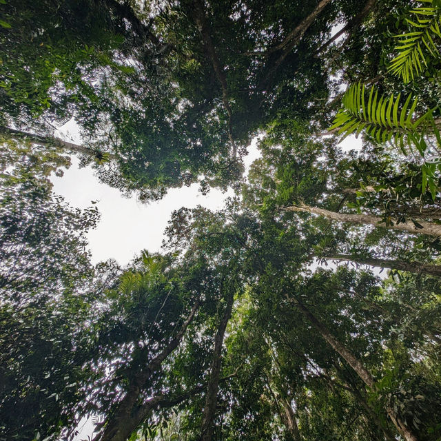 A Journey Through Mossman Gorge