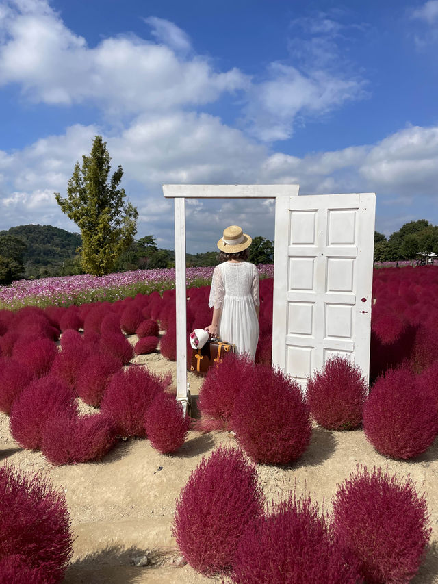 広島観光🥰美しいお花のパッチワークが素敵🥹🌸💐🫶