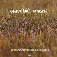 ทุ่งดอกไม้ป่า วนอุทยานน้ำตกผาหลวง อุบลราขธานี