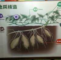 台南新化-有趣的地瓜生態園區：瓜瓜園觀光工廠