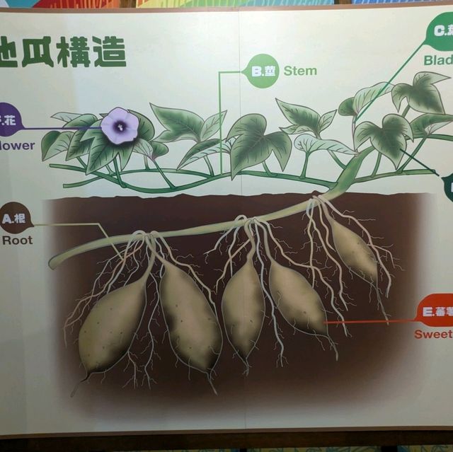 台南新化-有趣的地瓜生態園區：瓜瓜園觀光工廠