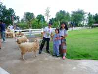 ฟาร์มแกะทหารช่าง 🐑 