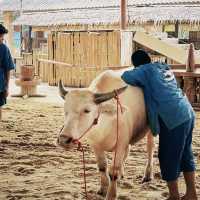 Buffalo Village หมู่บ้านอนุรักษ์ควายไทย