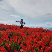 ถ่ายรูปสวย ที่ยิ่งยงสวนดอกไม้ จ.เชียงใหม่