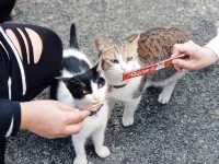 Houtong Cat Village สวรรค์ของคนรักแมว