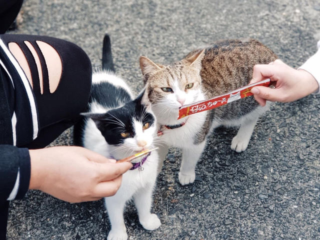 Houtong Cat Village สวรรค์ของคนรักแมว