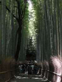 Step Into Serenity: The Enchanting Arashiyama Bamboo Forest