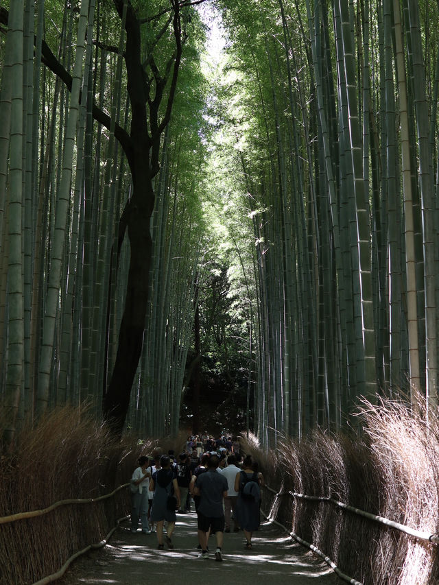Step Into Serenity: The Enchanting Arashiyama Bamboo Forest