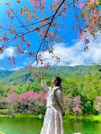 Wild Himalayan Cherry in Thailand