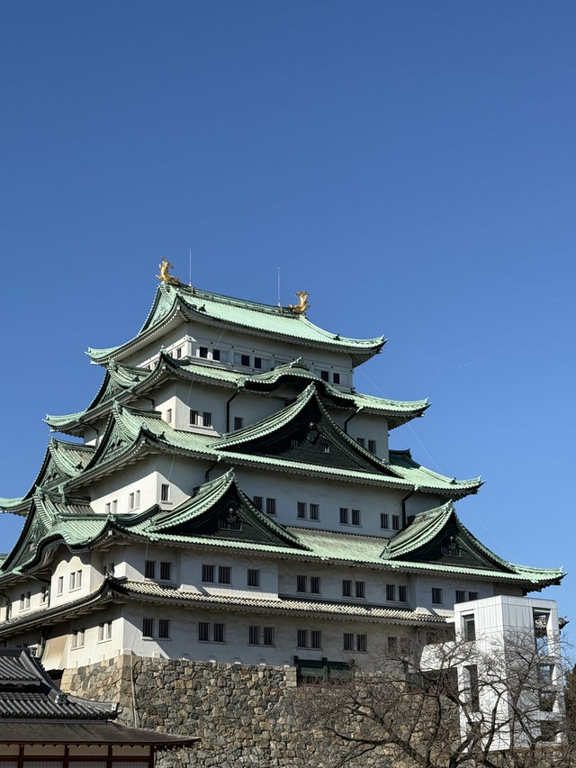 The Stunning Nagoya Castle, You Have To See It To Believe It! 🇯🇵 🏯🗾