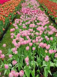 ✨Tulips season