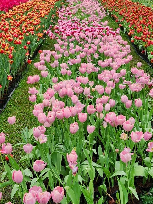 ✨Tulips season