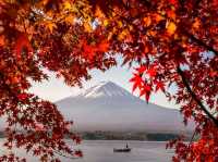 富士山山中湖‐紅葉配上富士山真的太美太出片了！！🤩
