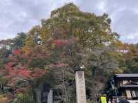 高尾山で紅葉狩り@東京・八王子🍁