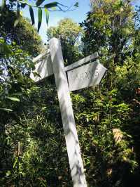 Mystical Mossy Forest - Rarest Encounter in Malaysia! 