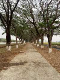 Visiting the path known as lover’s alley in Nay Pyi Taw