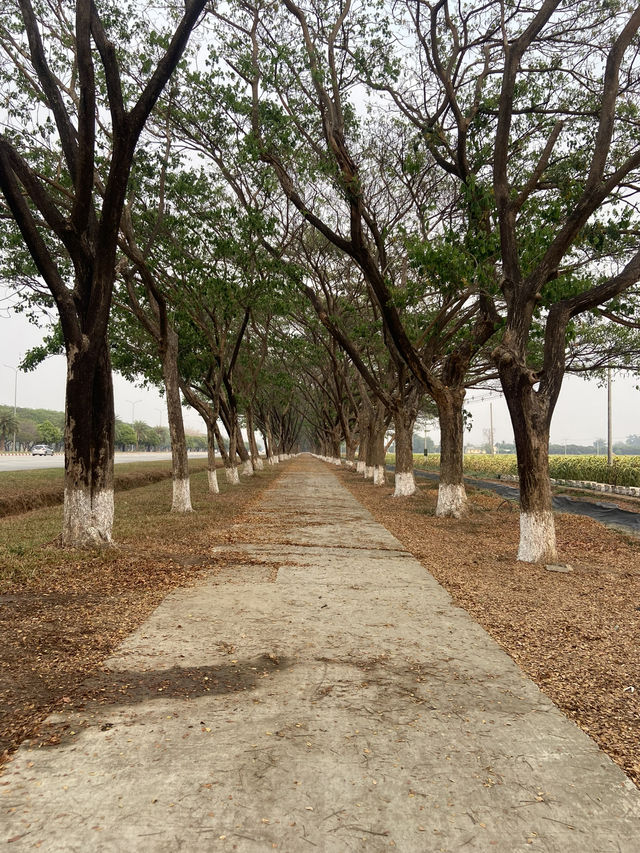 Visiting the path known as lover’s alley in Nay Pyi Taw