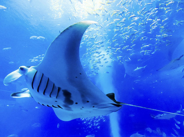 水中生物的邂逅～美麗海水族館