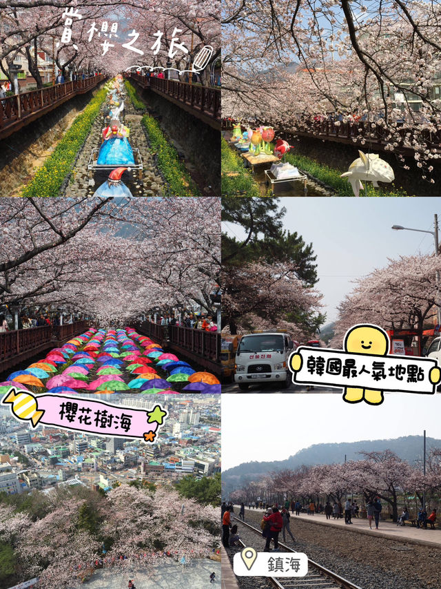 櫻花季2025🥰韓國賞櫻好去處😍鎮海櫻花節