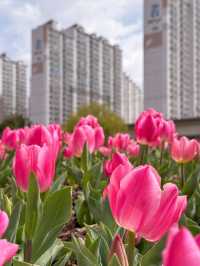 부산 봄나들이 가기 좋은 튤립 명소 추천🌷