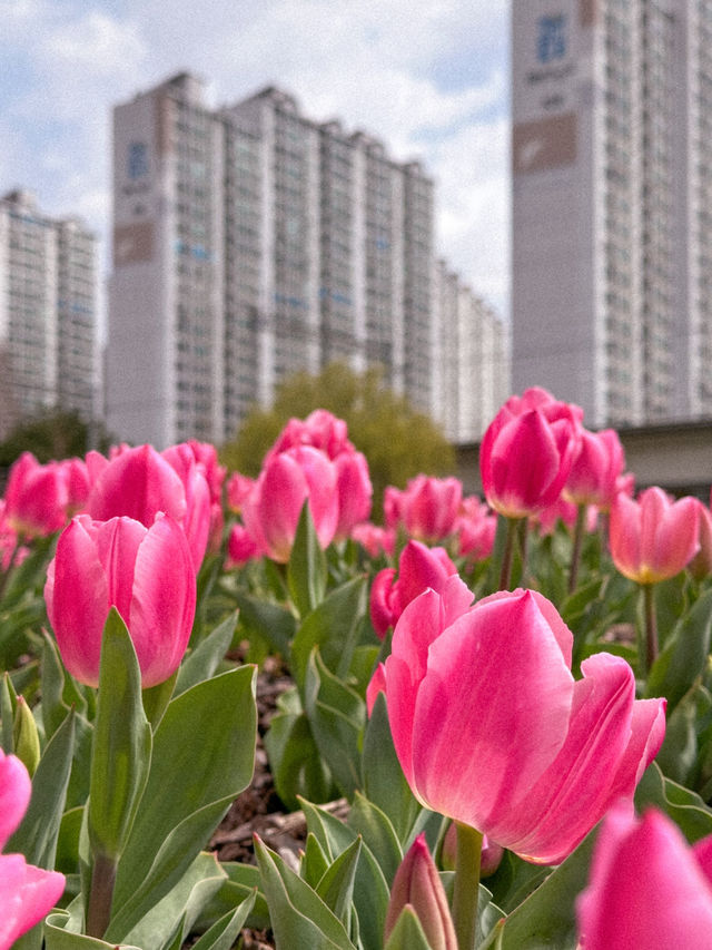 부산 봄나들이 가기 좋은 튤립 명소 추천🌷