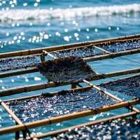 三都澳釣魷魚：海上霓虹派對