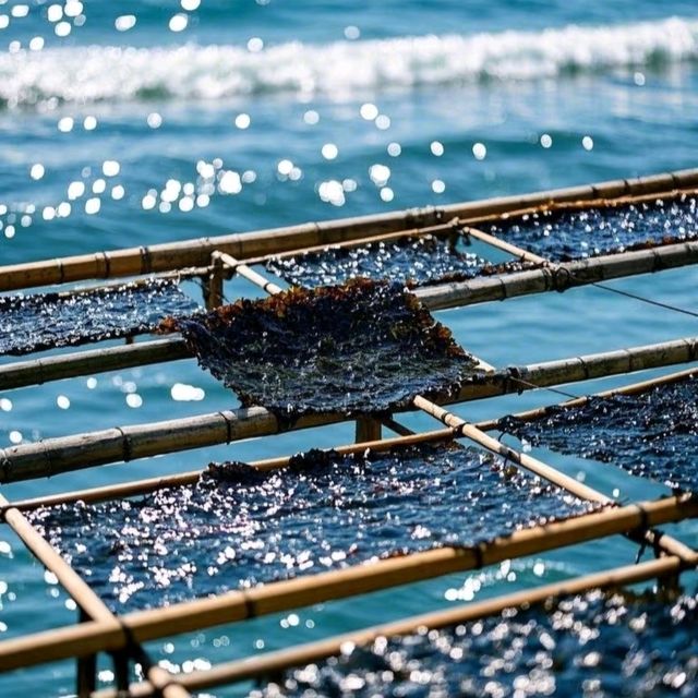 三都澳釣魷魚：海上霓虹派對