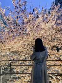 Best Spring Cafés Outside of Seoul in Korea 🌸