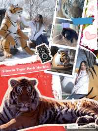 Harbin Siberian Tiger Park 🐅❄️