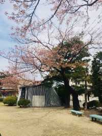 宮城縣-白石川堤一目千本櫻