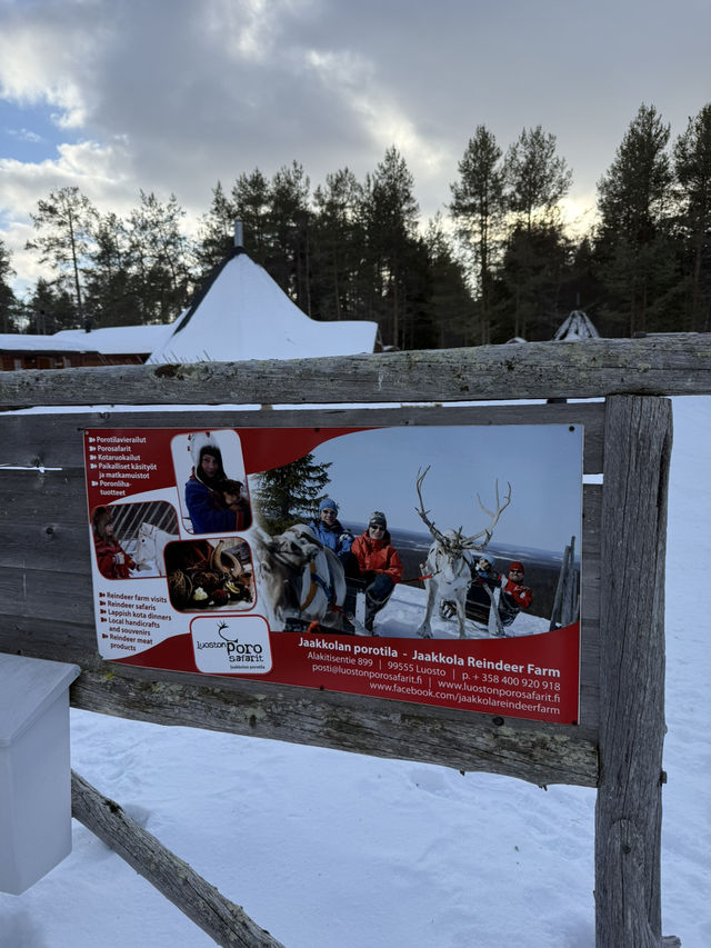 A visit to the Magical Reindeer Encounter in Lapland