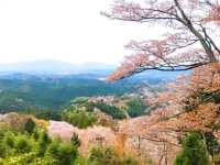 奈良吉野山，200種、3萬株櫻海盛開滿山浪漫！