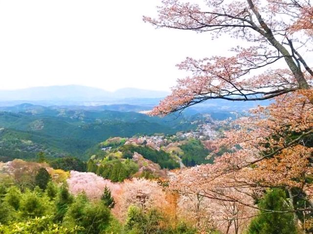 奈良吉野山，200種、3萬株櫻海盛開滿山浪漫！