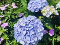 萬里高家繡球花田