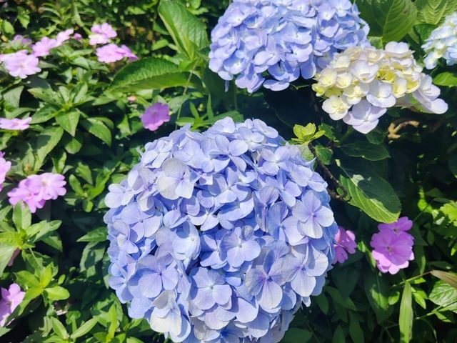萬里高家繡球花田