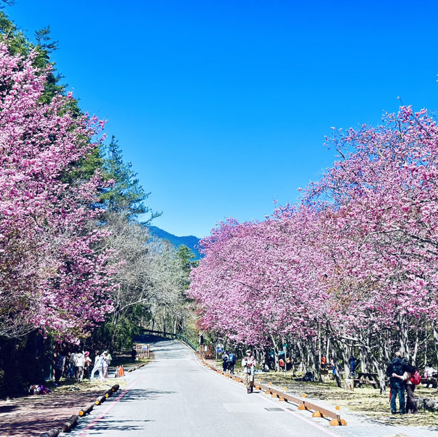 武陵農場櫻花季