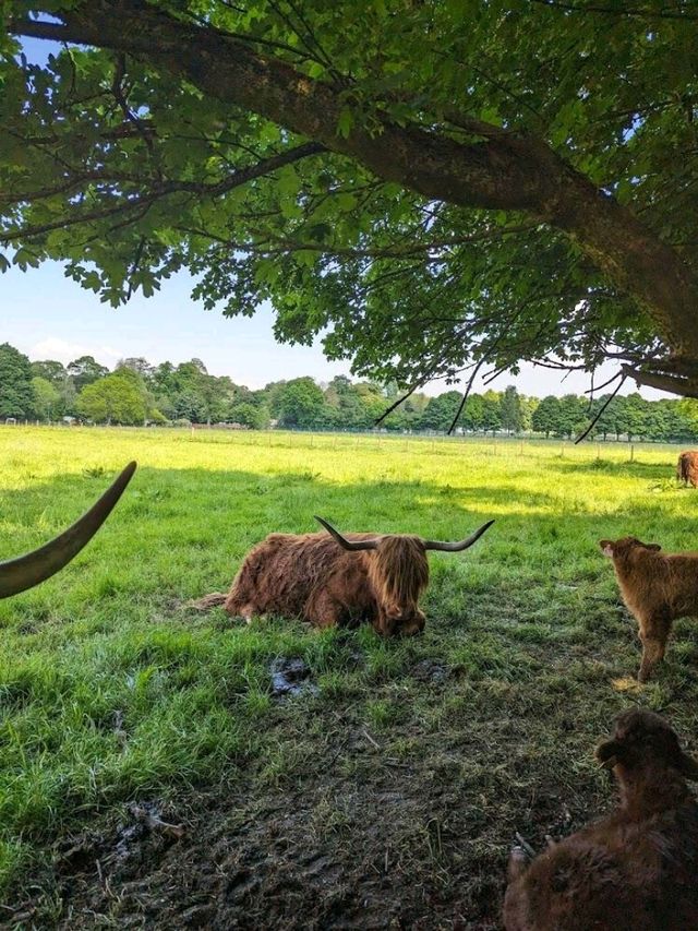 Pollok Country Park