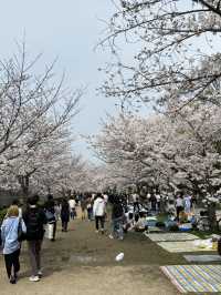 大阪城森林公園的春日奇觀