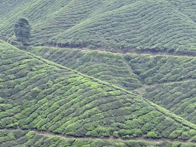 Get lost in nature’s beauty…