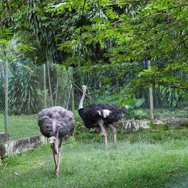 新加坡飛禽公園～鳥類的天堂