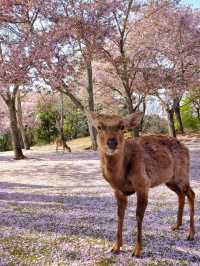 Chasing Sakura at Nara Park