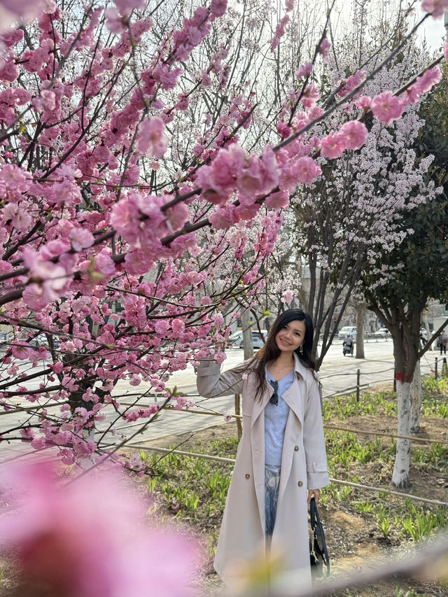 Urban Sakura Magic: When Nanyang Road Painted Itself Pink