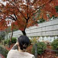 【京都】瑠璃光院で紅葉🍁